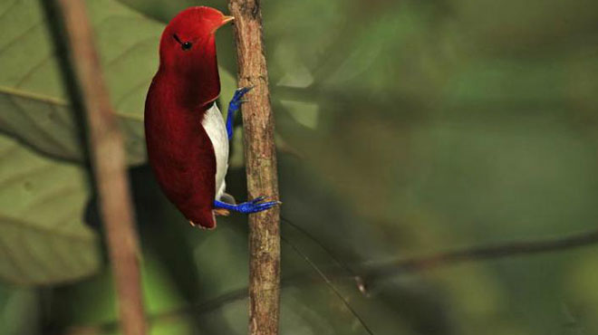 Picture 6 of World of paradise birds