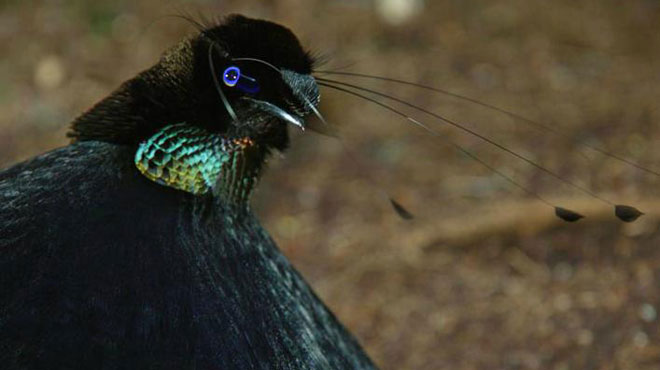 Picture 7 of World of paradise birds
