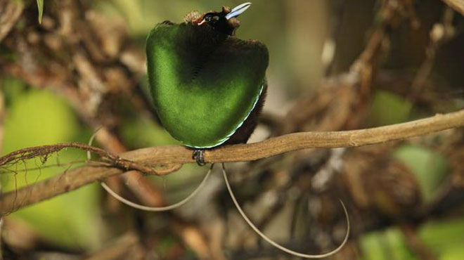 Picture 8 of World of paradise birds