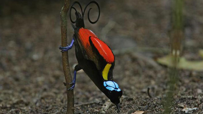 Picture 9 of World of paradise birds