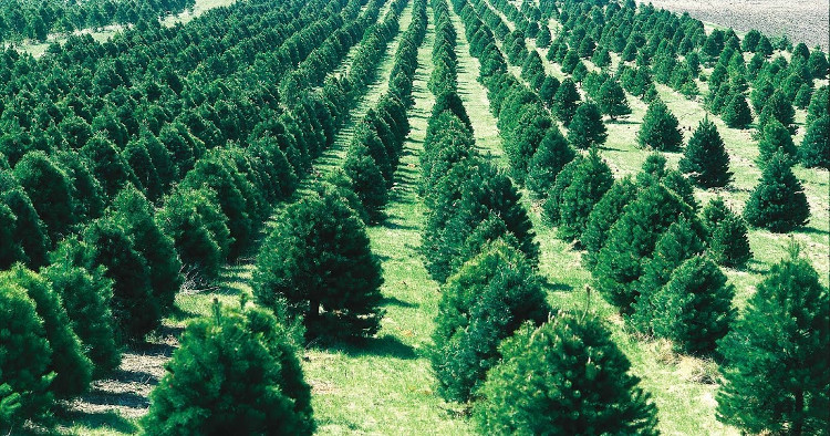 World record: Planting 66 million trees within 12 hours images 1