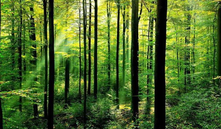 World record: Planting 66 million trees within 12 hours images 3