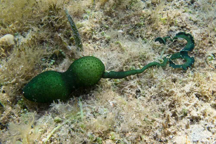 Picture 1 of Worms change their sex according to their living environment