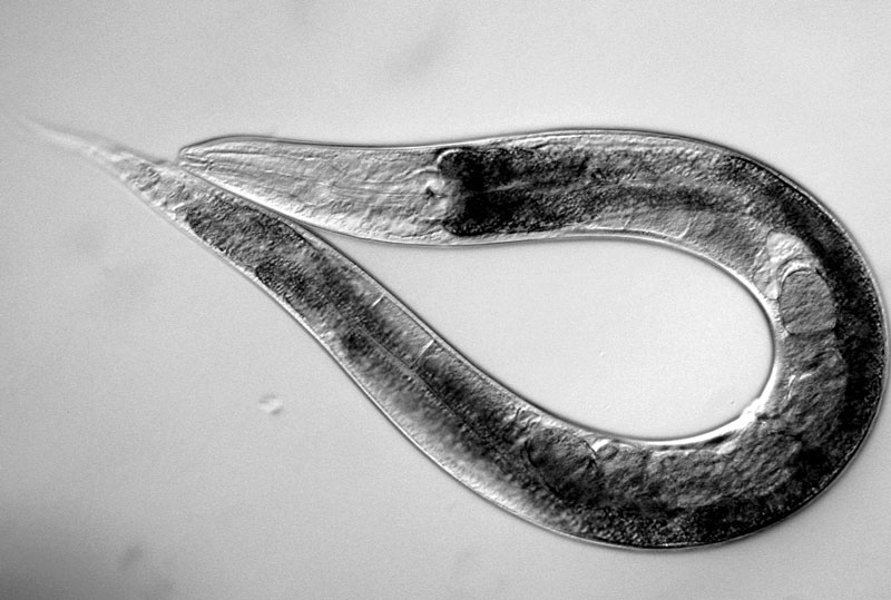 Picture 1 of Worms live in the universe