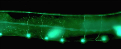 Picture 1 of Worms live longer when flying into space