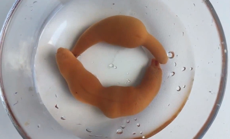 Picture 1 of Worms named 'fish penis' can eat raw