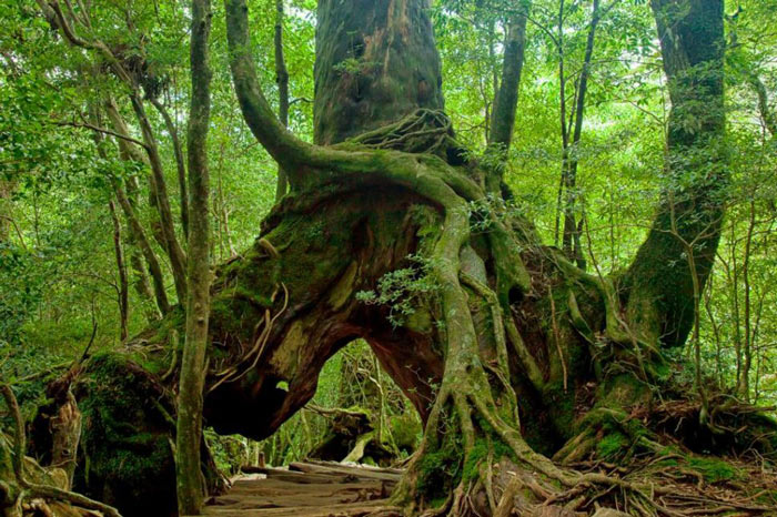 Picture 5 of Yakushima Island - World Natural Heritage in Japan