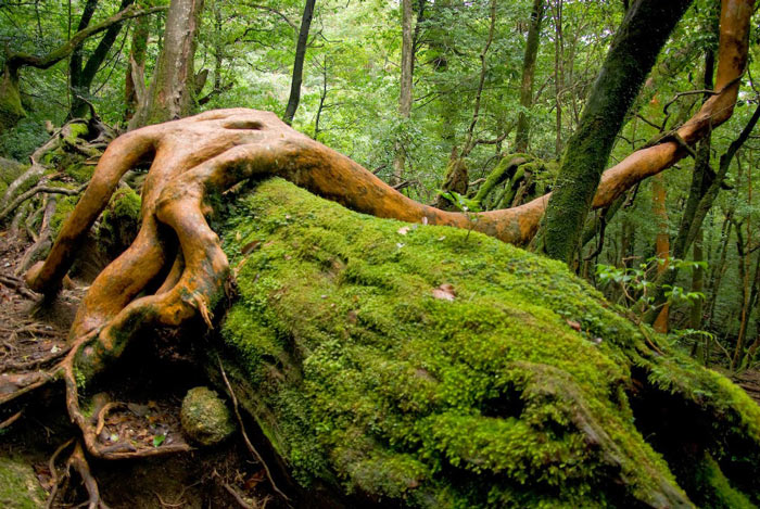 Picture 8 of Yakushima Island - World Natural Heritage in Japan