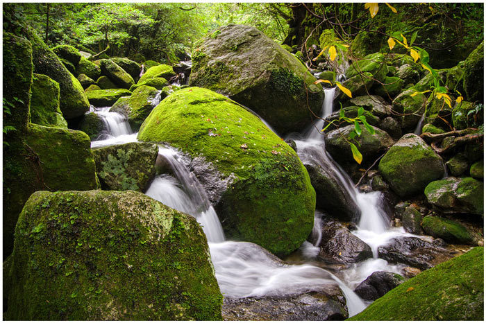 Picture 9 of Yakushima Island - World Natural Heritage in Japan