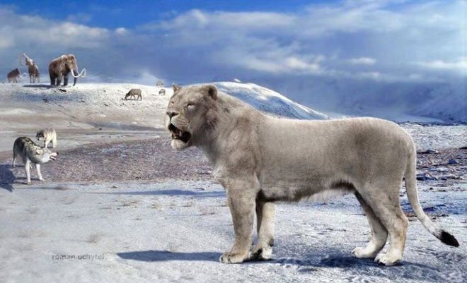 Picture 1 of Yang's Tiger: The native lion of China but called the tiger