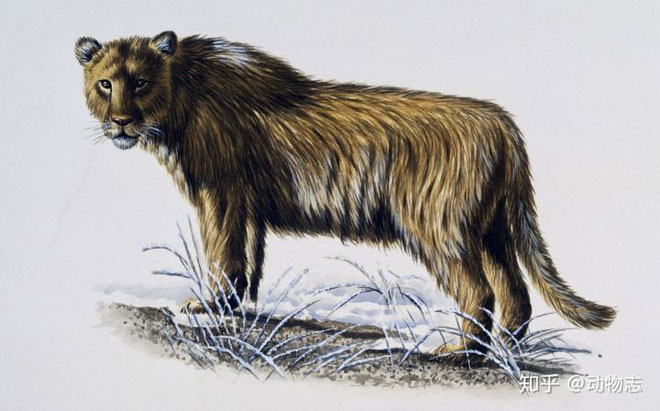 Picture 2 of Yang's Tiger: The native lion of China but called the tiger