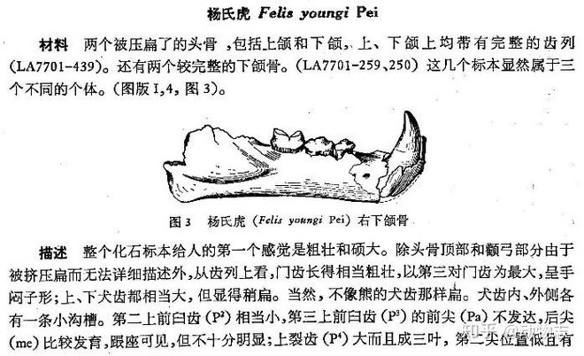 Picture 3 of Yang's Tiger: The native lion of China but called the tiger