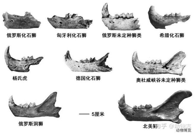 Picture 4 of Yang's Tiger: The native lion of China but called the tiger