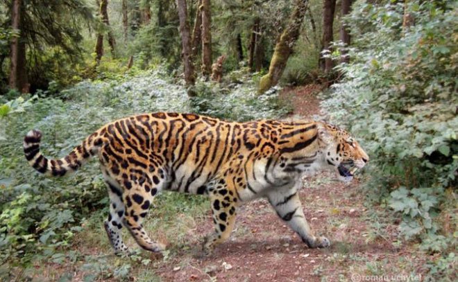 Yang's Tiger: The Native Lion Of China But Called The Tiger