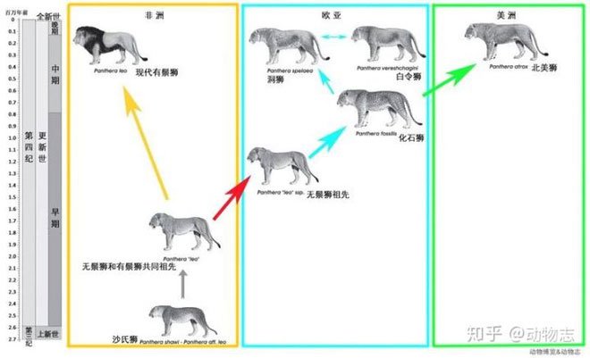Picture 6 of Yang's Tiger: The native lion of China but called the tiger
