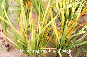 Picture 2 of Yellow dwarf virus, stunted wilt on rice: New disease ...