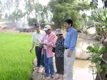 Picture 4 of Yellow dwarf virus, stunted wilt on rice: New disease ...