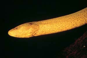 Picture 1 of Yellow eel - a tonic