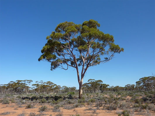 Picture 1 of Yellow 'grows' on the tree