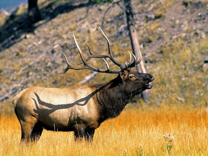 Picture 12 of Yellowstone National Park - United States of America