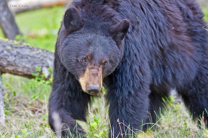 Picture 13 of Yellowstone National Park - United States of America
