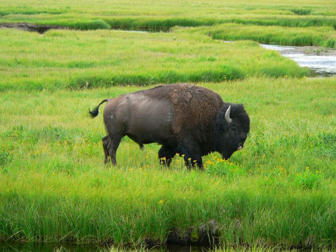 Picture 3 of Yellowstone National Park - United States of America