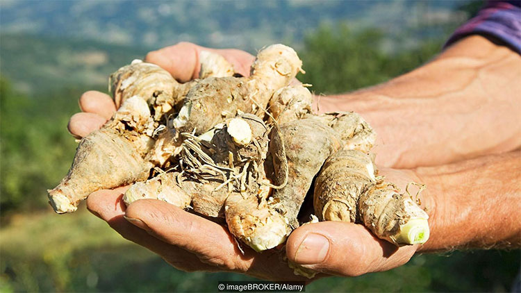 Picture 3 of You are watching the flowers with the most rare and expensive scents in the world