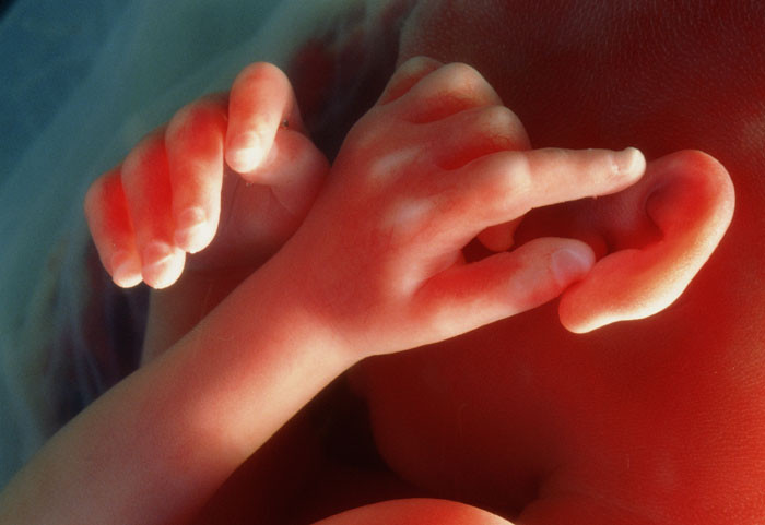 Picture 1 of You can apply the creation of babies from a father and a mother