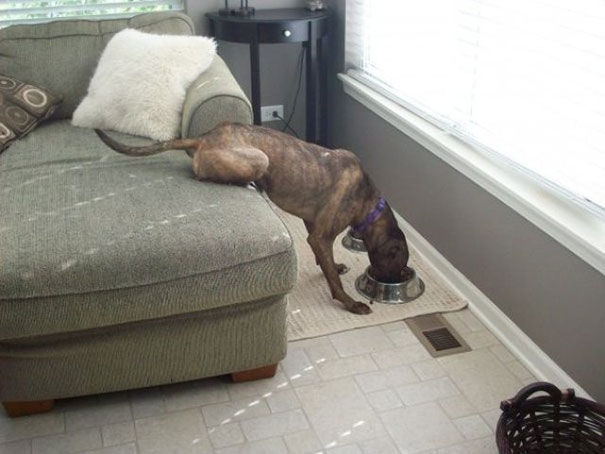 Picture 18 of You can't stop laughing with the 30 most lazy people in the world