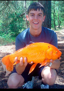 Picture 1 of You: Catch the goldfish 'super big' weighs more than 2 kg