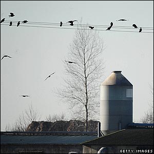 Picture 6 of You deal with bird flu