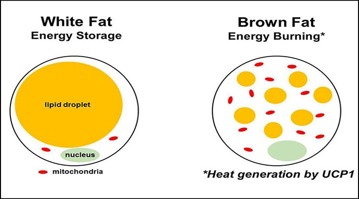 Picture 2 of You may not know: The human body contains fat that helps us lose weight