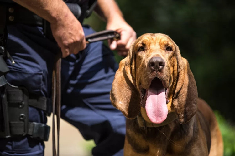Picture 3 of You will be shocked to know the strict process to train a police dog