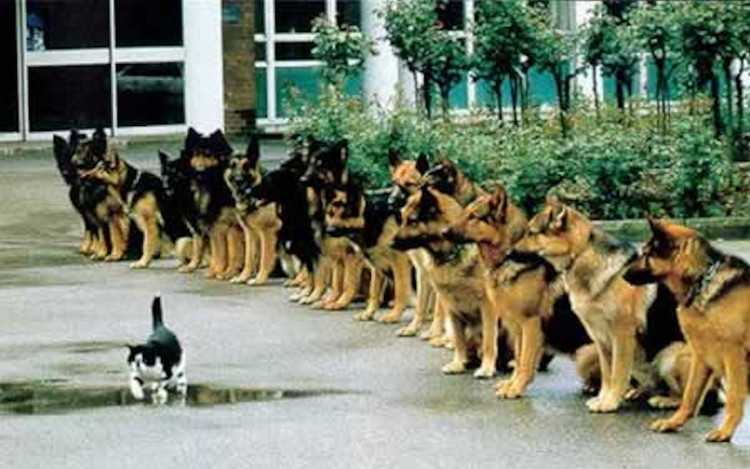 Picture 4 of You will be shocked to know the strict process to train a police dog
