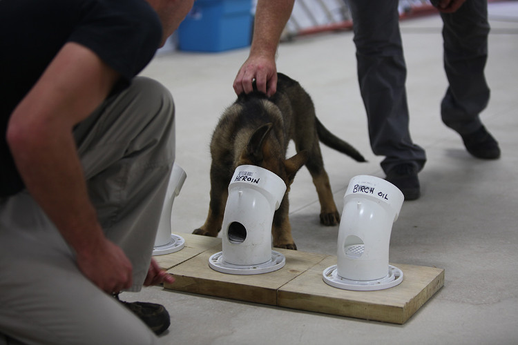 Picture 5 of You will be shocked to know the strict process to train a police dog