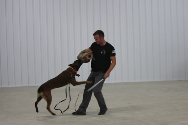 Picture 6 of You will be shocked to know the strict process to train a police dog