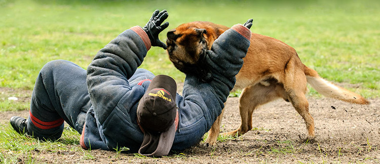 Picture 7 of You will be shocked to know the strict process to train a police dog