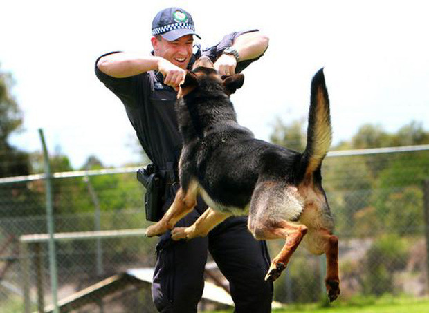 Picture 8 of You will be shocked to know the strict process to train a police dog