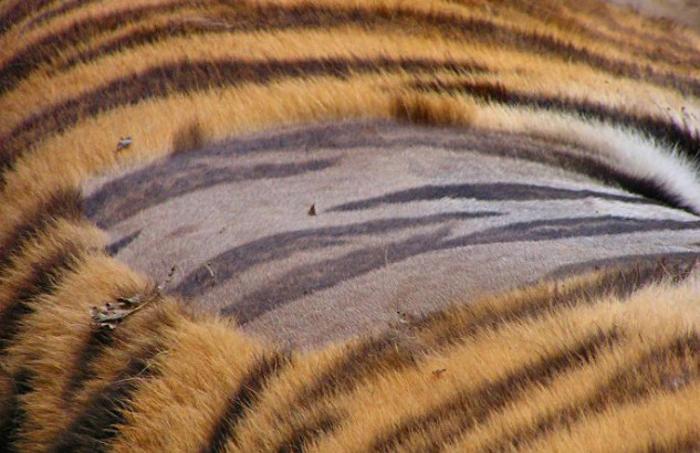 Picture 1 of You will be very surprised to know how the skin under the tiger's plaid fur
