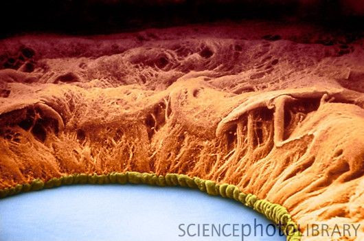 Picture 4 of You won't believe these horrific images are your body