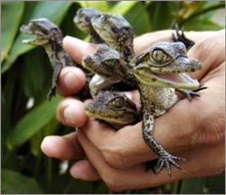 Picture 1 of Young crocodiles have known to call their mothers before they were born