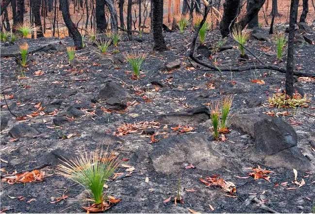 Young shoots growing on trees are burned down by wildfires in Australia images 1
