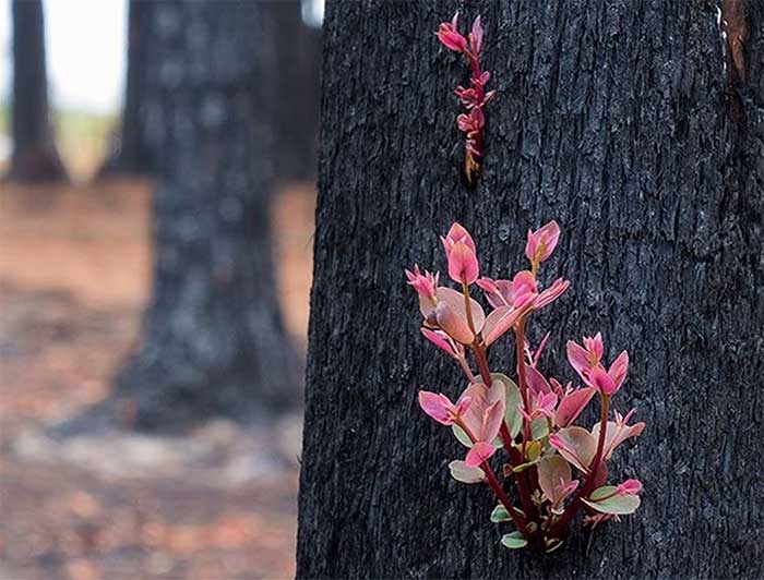 Young shoots growing on trees are burned down by wildfires in Australia images 2