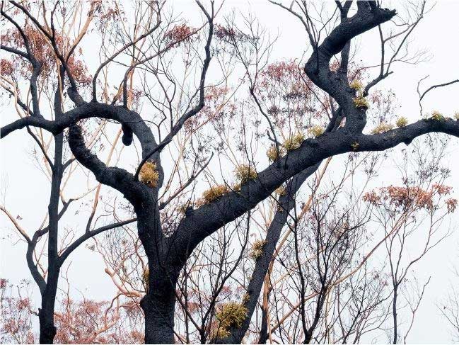 Young shoots growing on trees are burned down by wildfires in Australia images 3