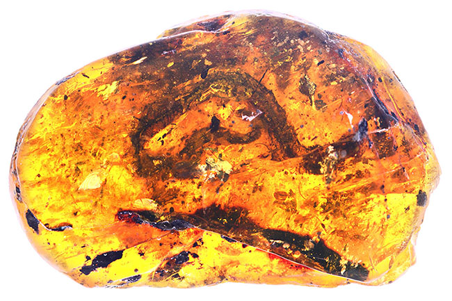 Picture 1 of Young snakes die hard in amber graves 99 million years