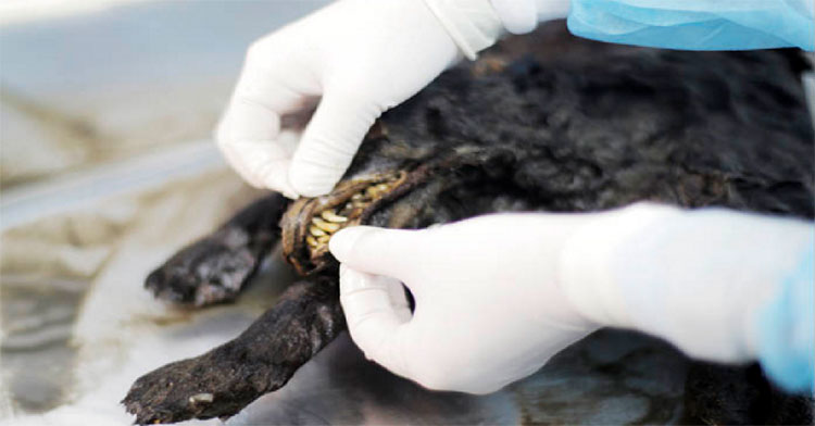 Picture 1 of Young wolf corpses were intact after 14,300 years under permafrost