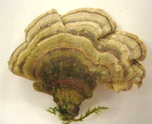 Picture 2 of Yun Chi mushroom - new hope for patients with hepatitis B and liver cancer