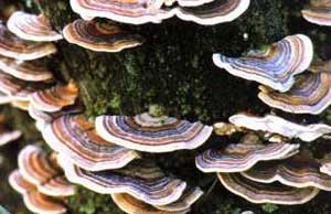 Picture 3 of Yun Chi mushroom - new hope for patients with hepatitis B and liver cancer