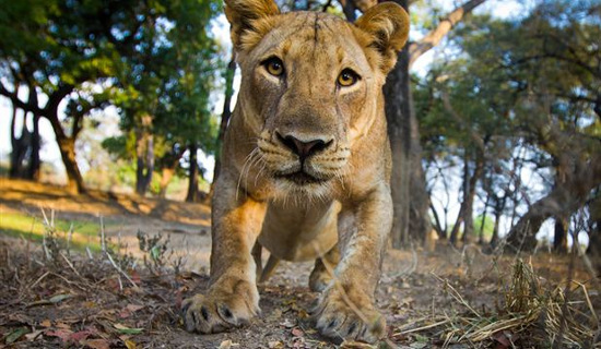 Picture 1 of Zambia issued a ban on hunting newspapers and lions