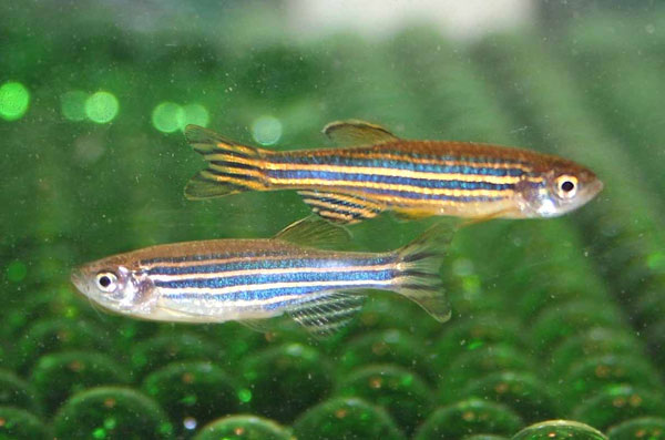 Picture 1 of Zebra fish change color to attract mates